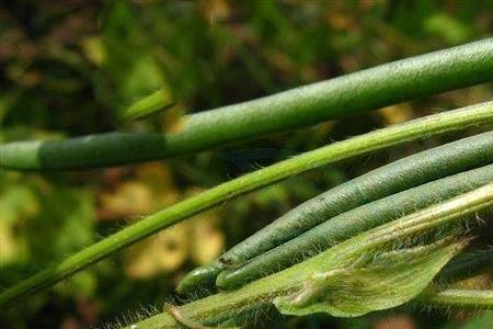 赤小豆怎样种植不爬秧子