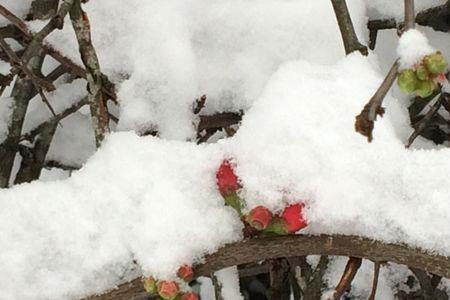 雪压海棠枝乱颤下半句