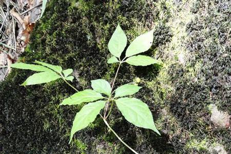 回头参植物长什么样