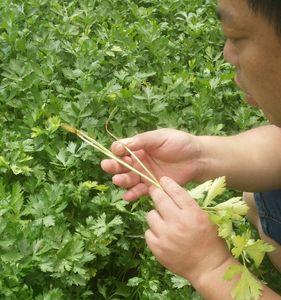 为什么芹菜根部有蓝绿色的物体