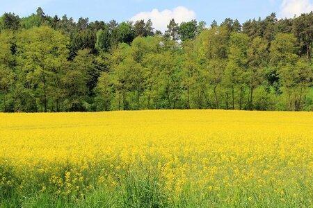 宿迁地区什么时间油菜栽好