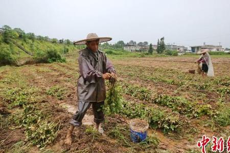 花生被水淹了还能活吗