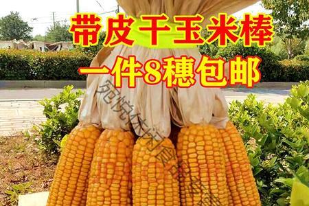 什么是8穗玉米