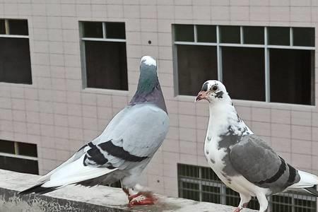 两只母鸽会亲吻吗会踩背吗