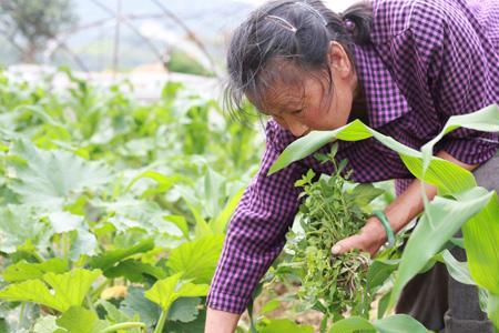 三农菜种植全过程