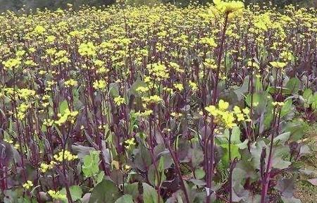 10月份移栽的红菜苔多久抽苔