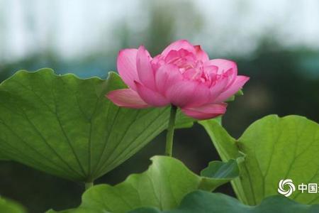 四川，荷花花期是几月