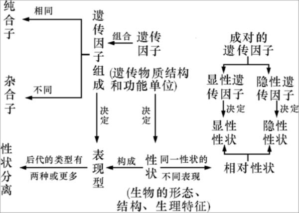 生物的性状是由什么决定的