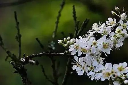 桃花杏花梨花开的对联