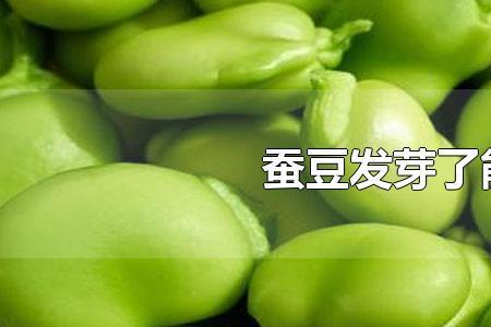 冬天泡蚕豆泡多久能发芽