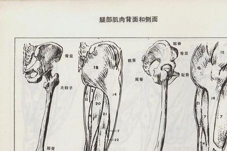 初学者人体结构素描步骤