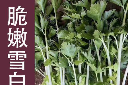 芹菜耐寒零下几度