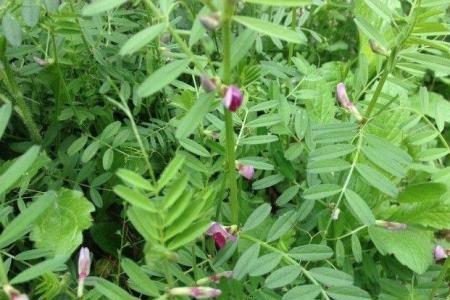 长绒毛野豌豆种植技术