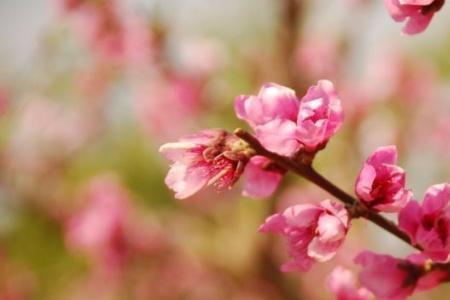 桃花生我什么意思