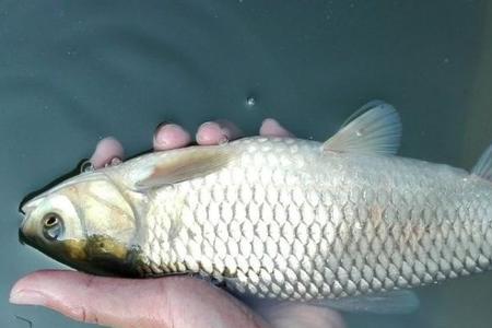 童海拾趣饵料怎么样