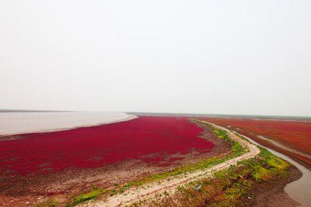 红海滩的海水一般呈什么颜色