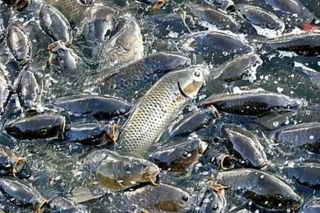 鲤鱼可食用养殖水温