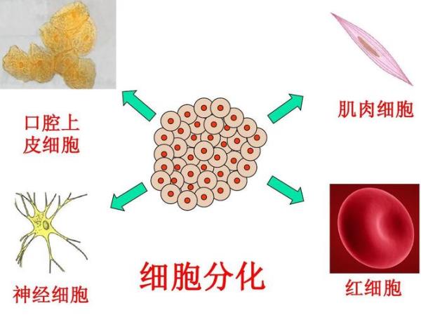 植物色素在细胞的哪里