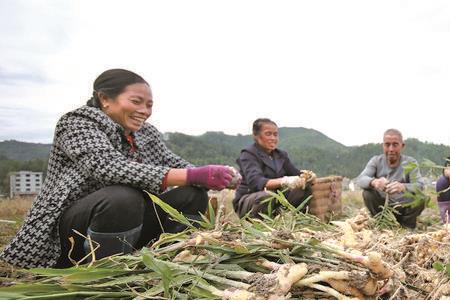 四川仔姜种植技术