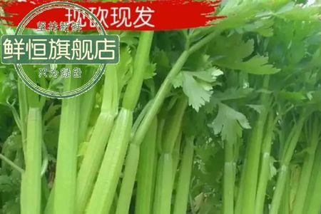 露天芹菜可以过冬吗