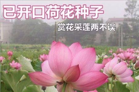 荷花种子直接撒在池塘可以吗