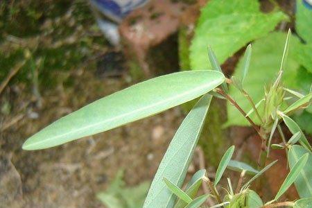 舞草为什么不属于蕨类植物