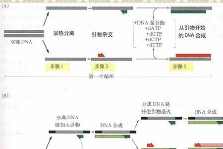 pcr技术的模板是什么