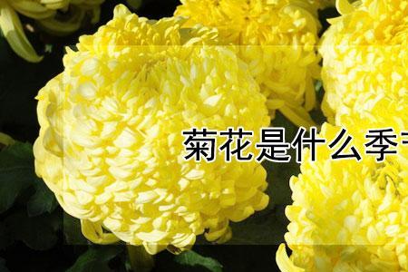 怎样形容菊花的开放时间