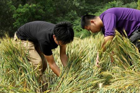 小麦考上大学是第几集