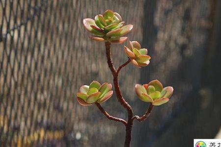 红梅夏天叶片下垂是怎么回事