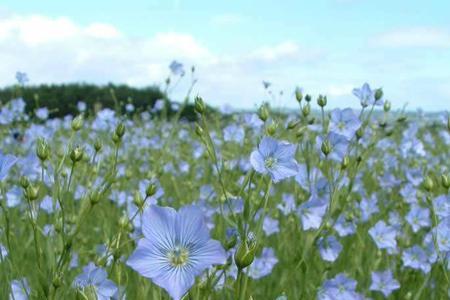 漂花怎么调成亚麻