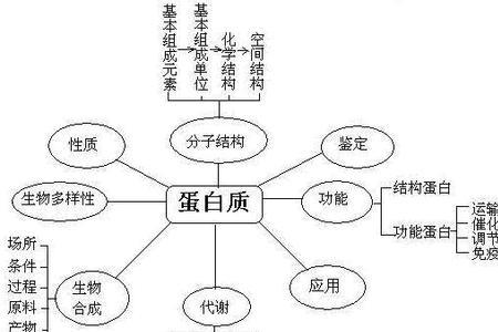 蛋白质简写符号