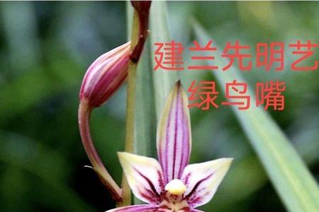 高山春色兰花的缺点