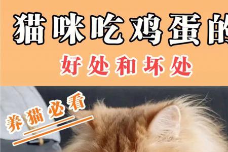 小猫能吃五香蛋黄吗