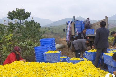 荜拨采收季节