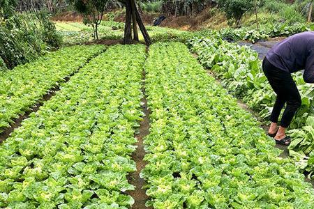 100平菜地可以种多少菜