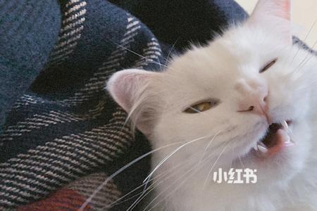 猫咪发完情后变得冷漠了