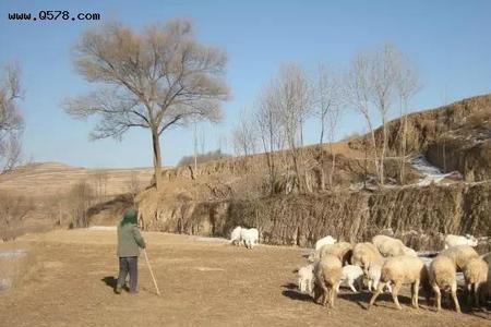 陪人放羊什么意思