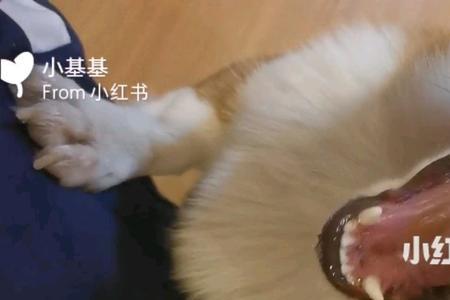 猫可以吃鸭翅根吗