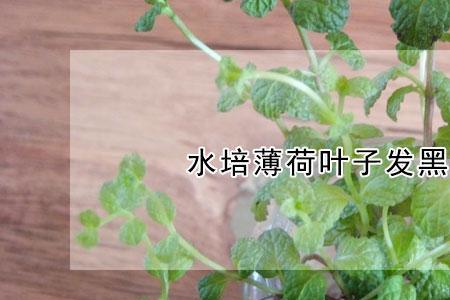 薄荷根怎么处理