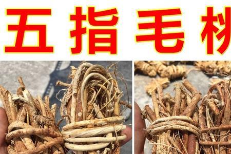 牛大力好还是五指毛桃好