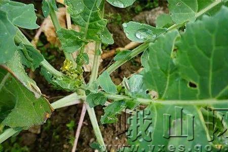 甲哌鎓在油菜上可以用吗