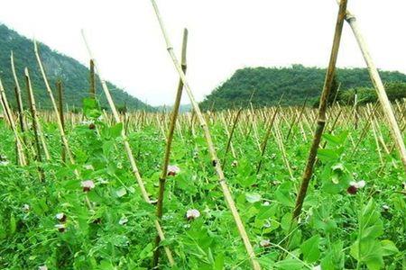 荷兰豆种子放2年能种吗