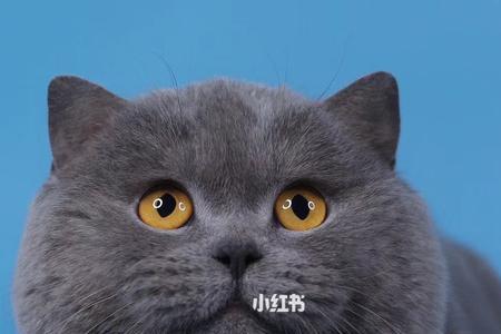 火柴血统的猫有什么特征