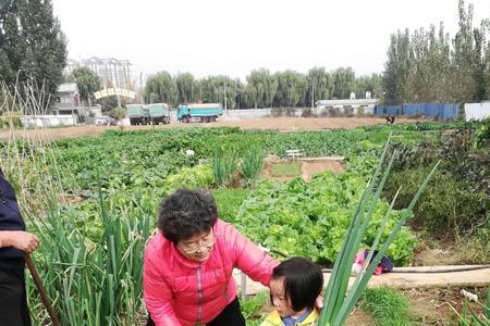 一家三口种多少平米菜地够吃