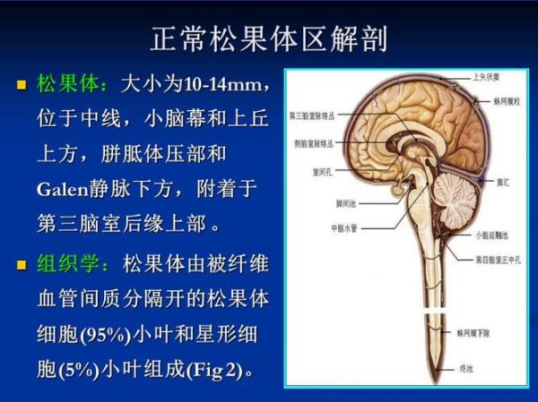 没有松果体会怎么样