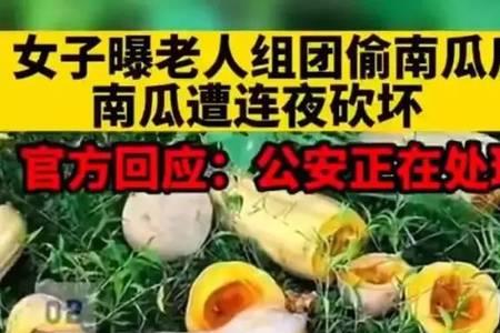 山东南瓜拔秧时间