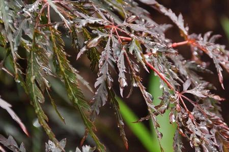 雨催的意思