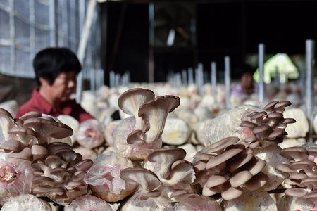 平菇是哪个国家制造而出来的