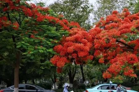 泼水节里面的凤凰花是祝福吗